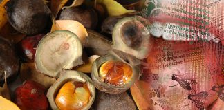 cara menghilangkan bau mulut setelah makan jengkol