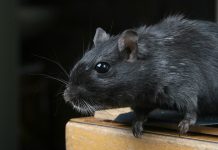 Cara Membasmi Tikus Rumah dengan Efektif