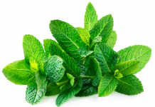 khasiat dan manfaat daun mint